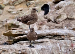 Stercorarius antarcticus