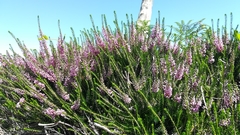 Erica vagans