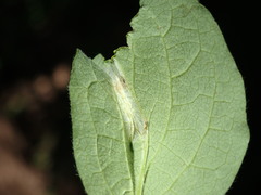 Phyllonorycter emberizaepenella