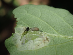 Phyllonorycter emberizaepenella