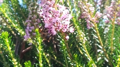 Erica vagans