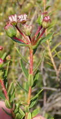Adenandra fragrans