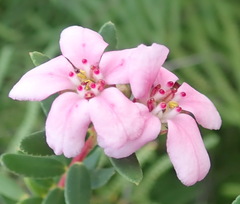 Adenandra fragrans