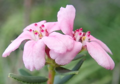 Adenandra fragrans