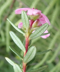 Adenandra fragrans