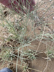 Astragalus episcopus