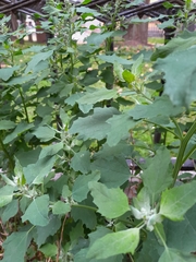 Chenopodium album