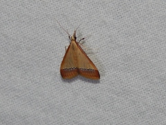 Pseudonoorda rubricostalis