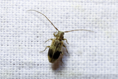 Exocentrus punctipennis