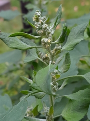 Chenopodium album