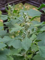 Chenopodium album