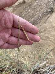 Astragalus episcopus