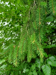 Picea