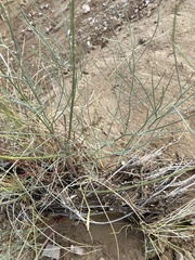 Astragalus episcopus