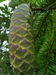 Picea