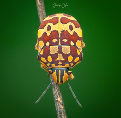 Orsilochides scurrilis