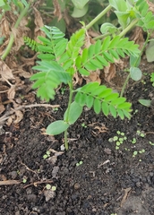 Gleditsia triacanthos