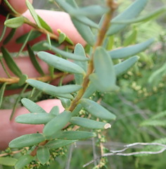 Adenandra fragrans