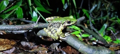 Odorrana margaretae