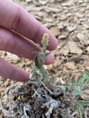 Xanthisma grindelioides grindelioides