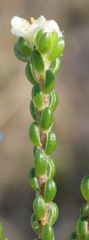 Lachnaea ericoides