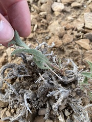 Xanthisma grindelioides grindelioides