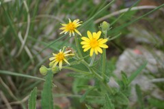 Senecio parryi