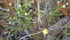 Lachnaea ericoides