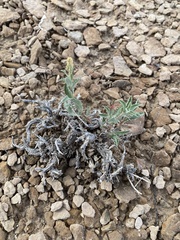 Xanthisma grindelioides grindelioides