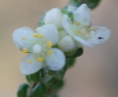Lachnaea ericoides