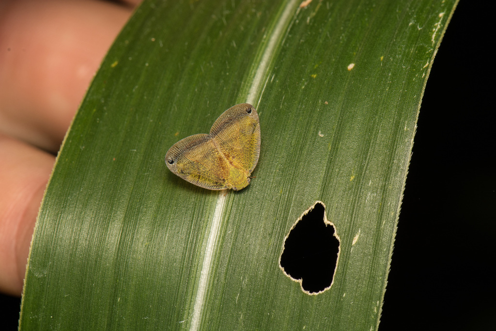 Ricanoides