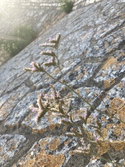 Limonium binervosum