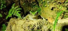 Odorrana margaretae