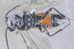Dolerus aprilis