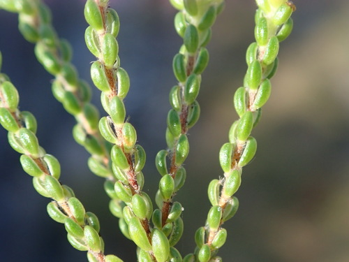 Image of Lachnaea ericoides by (c) Nicola van Berkel, some rights reserved (CC BY-SA)