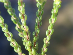 Lachnaea ericoides