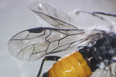 Dolerus aprilis