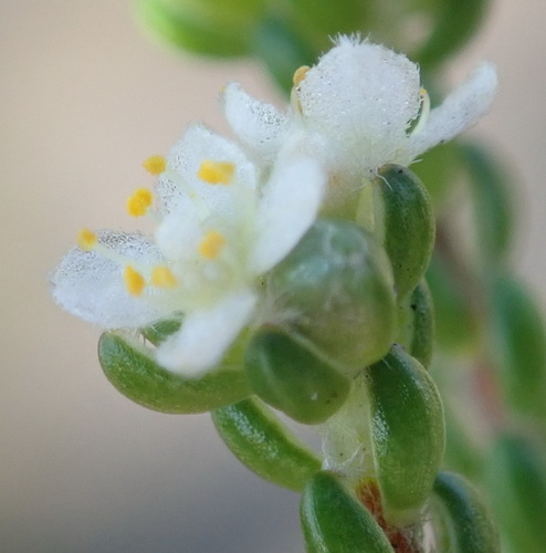 Image of Lachnaea ericoides by (c) Nicola van Berkel, some rights reserved (CC BY-SA)