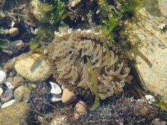 Parabunodactis imperfecta