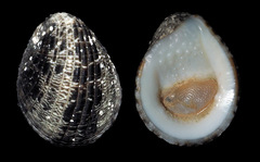 Nerita albicilla