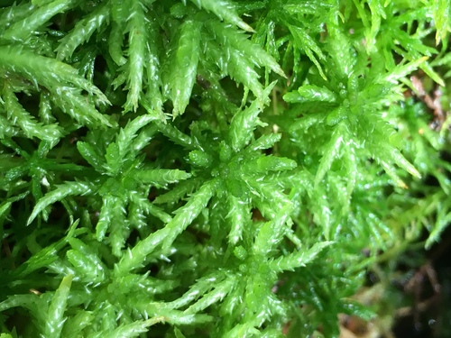 Sphagnum palustre