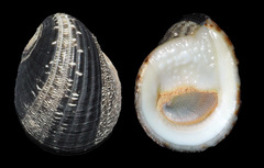 Nerita albicilla