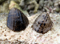 Nerita albicilla