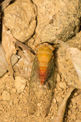 Chremistica ochracea