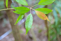 Elaeocarpus japonicus