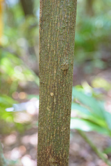 Elaeocarpus japonicus