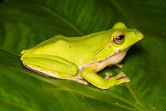 Zhangixalus prasinatus