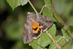 Catocala neogama euphemia