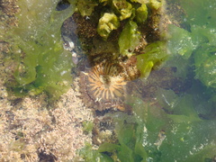 Parabunodactis imperfecta