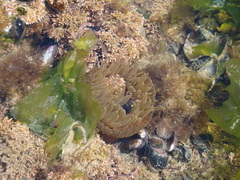 Parabunodactis imperfecta